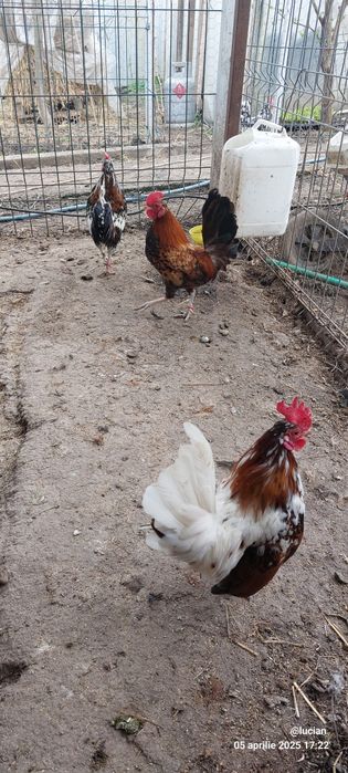 Vand familie australorp 2+1