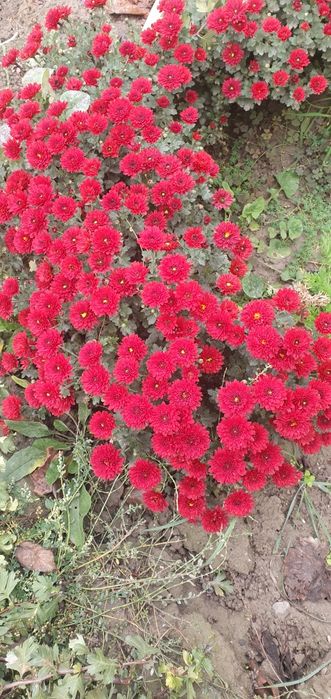 Цветы хирзантема