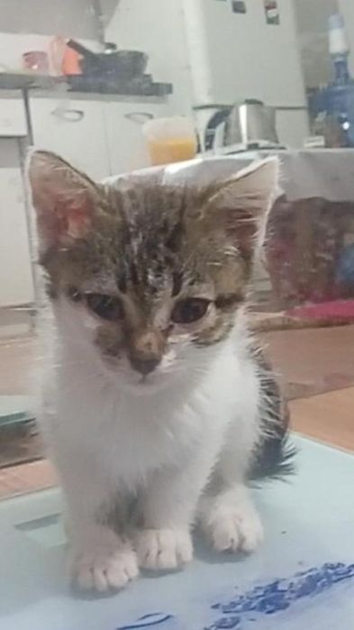 Одам котят в добрые руки.