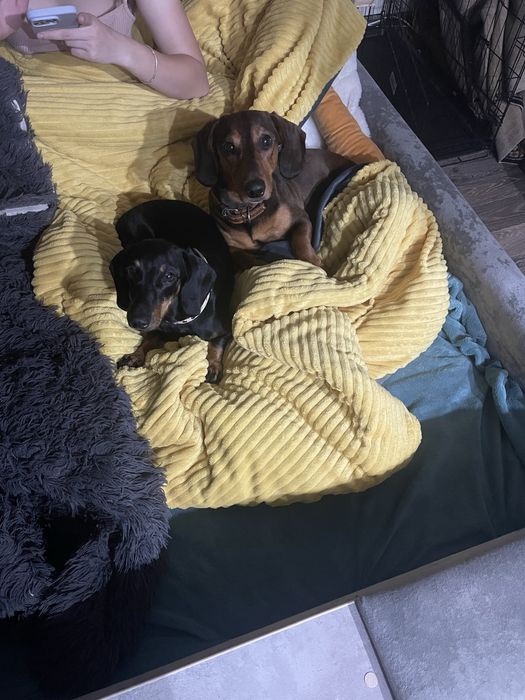 Продажа щенков такс 1 месяца