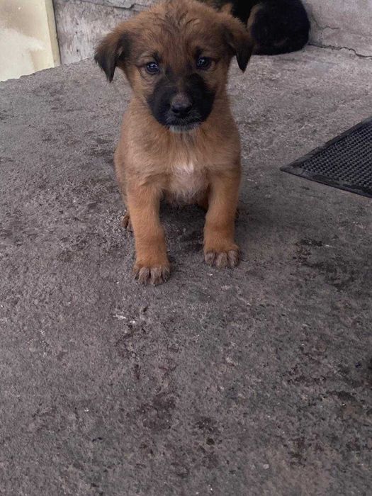 Щенки в добрые руки