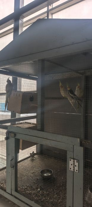 Karela sotiladi yoki barter qilamiza tovulaga