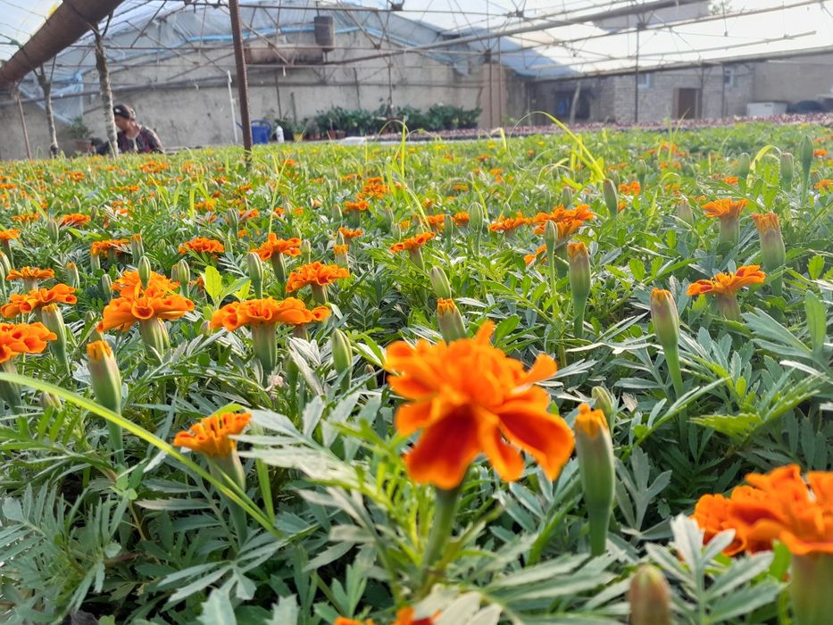 Райхон ва Бананза гуллари оптом нархда сотилади