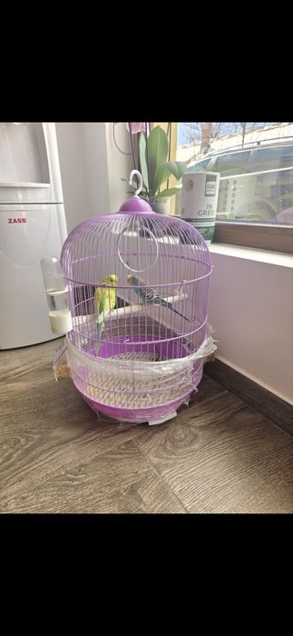 Papagali peruș, femela si mascul