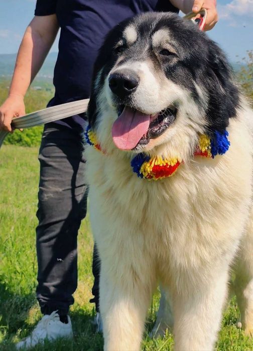 Ciobănesc Românesc De Bucovina