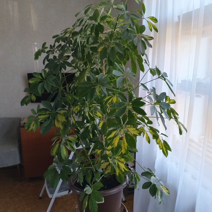 Продам шеффлеру 95 см