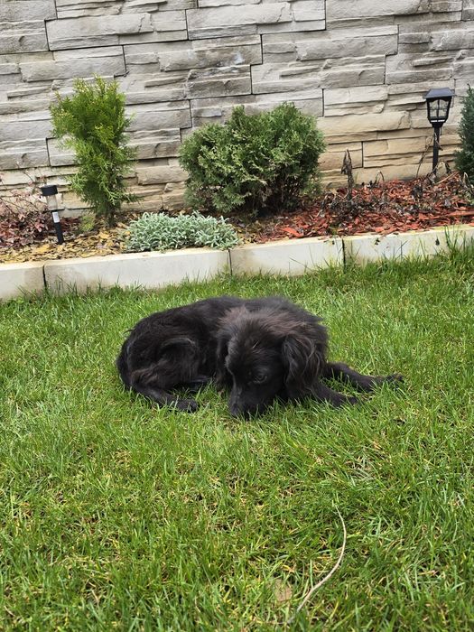 Чистокръвно кокер шпаньолче