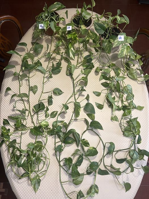 Продаётся комнатное растение сциндапсус