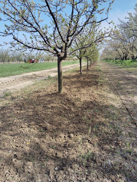 Vând livada de pruni