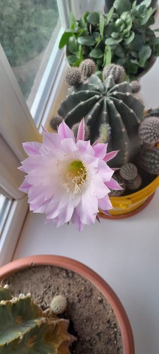 Кактусы рассада цветут