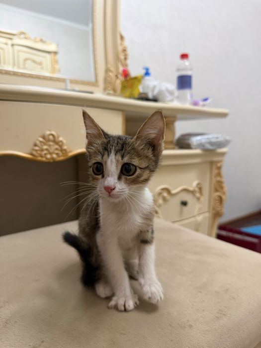 Отдам котенка в добрые руки
