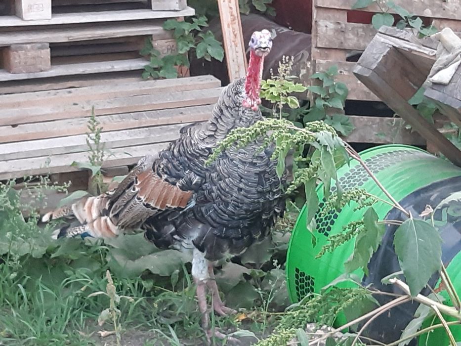 Продам индюка самец