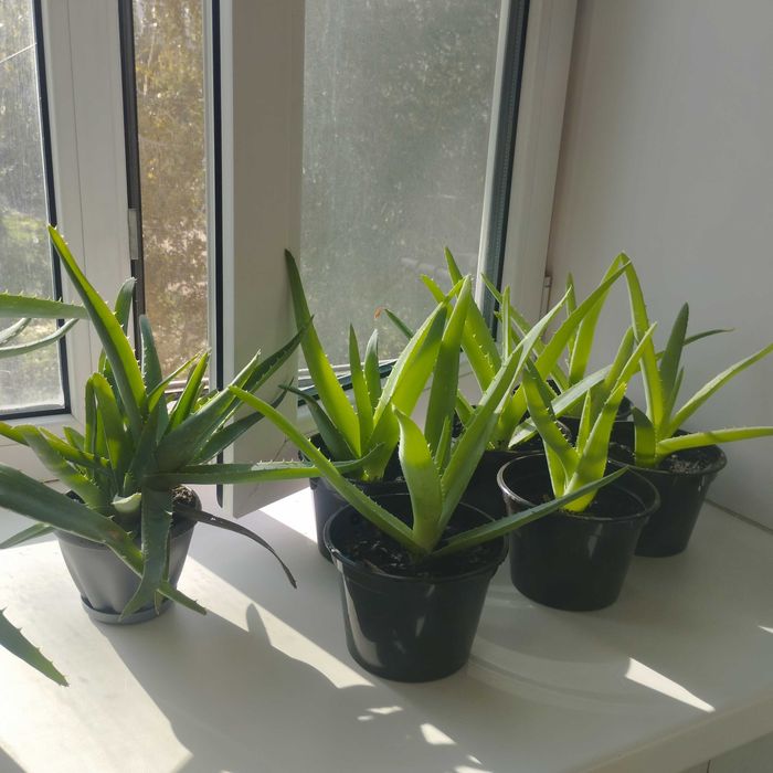 Продам домашние цветы