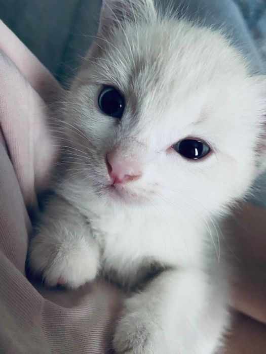 Отдам котенка в добрые руки