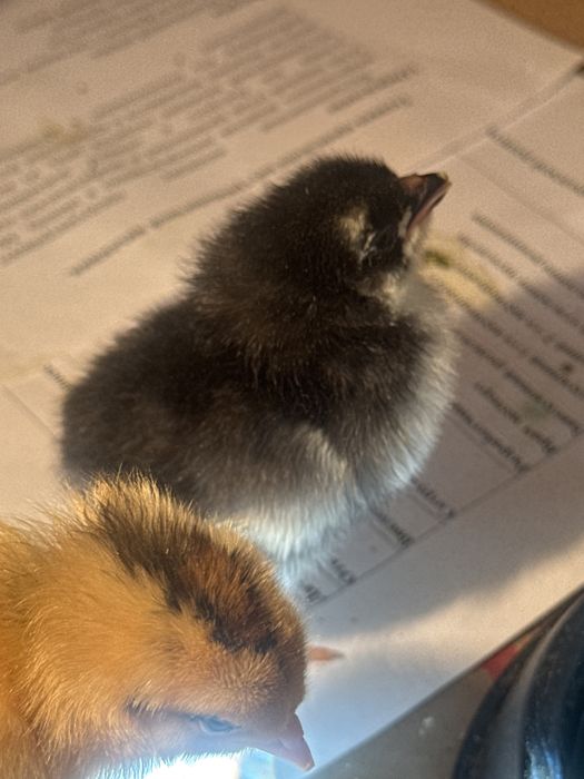 Цыплята домашние