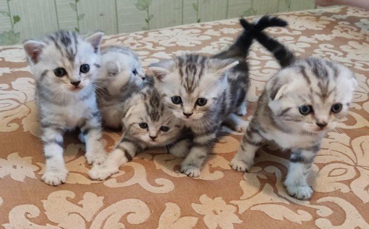 Продаются Котята