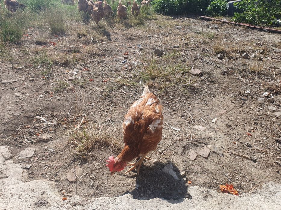 Vând găinii de combinat