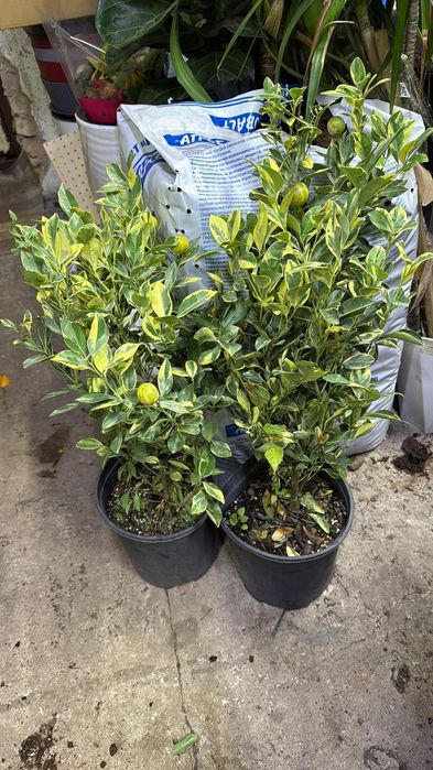 Продам вариагатный мандарин