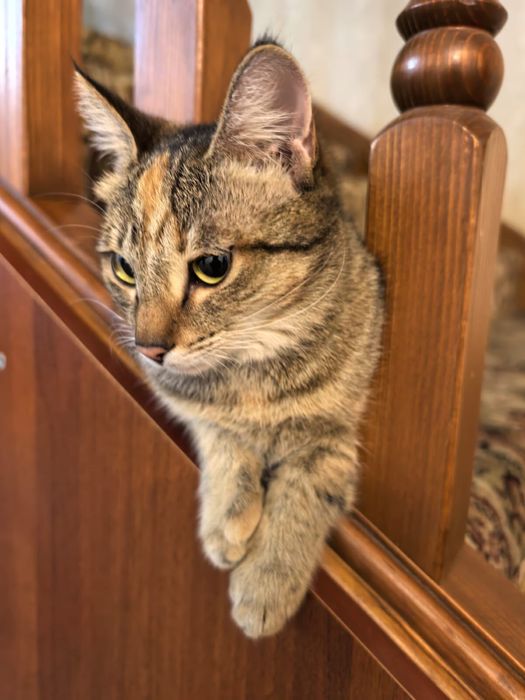 Отдам кошку бесплатно