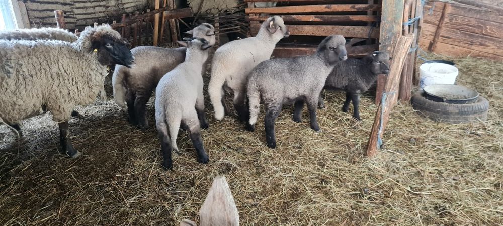 Vand Miei .oi.si  3 berbeci