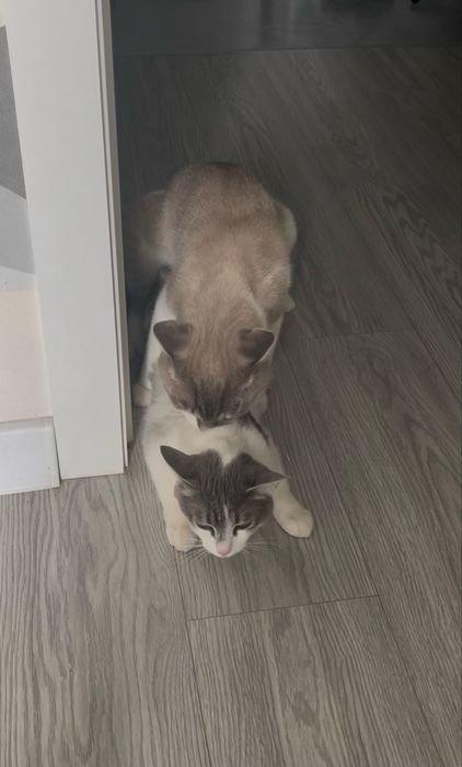 Вязка. Линкс-пойнт с голубыми глазами