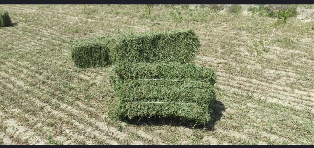 Beda pires sotladi 1000 ta bor birjoyga berladi 90 tali razmer