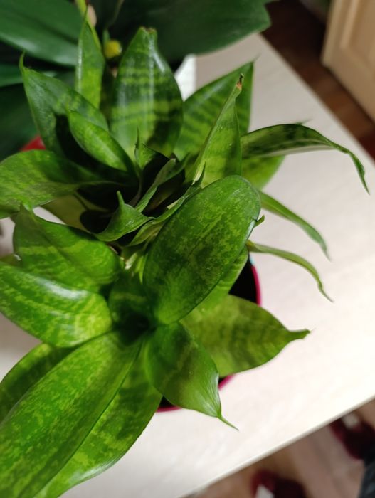 Сансевиерия Ханни