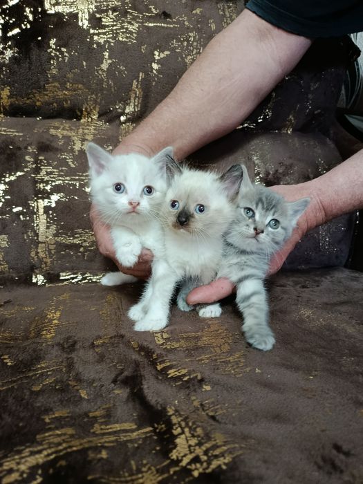 Отдам котят в добрые руки