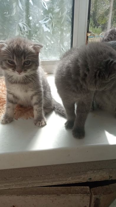 Продаются котята,породистые.