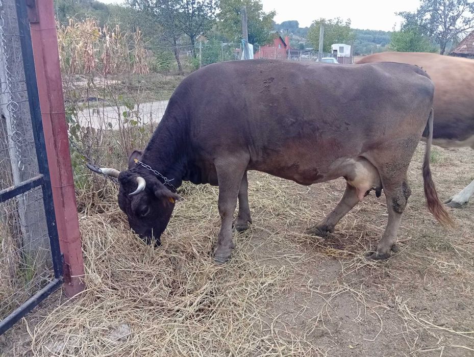 Vând vaaca foarte bună