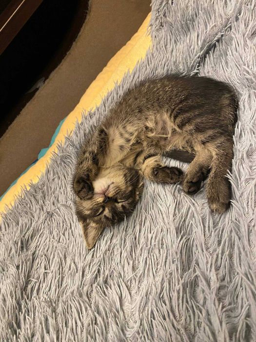 отдам котенка в добрые руки