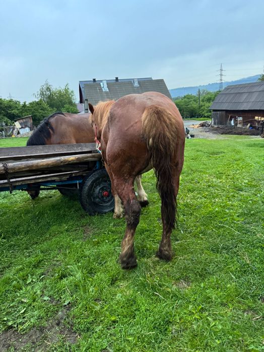Mânza de 3 ani mai multe detali la telefon