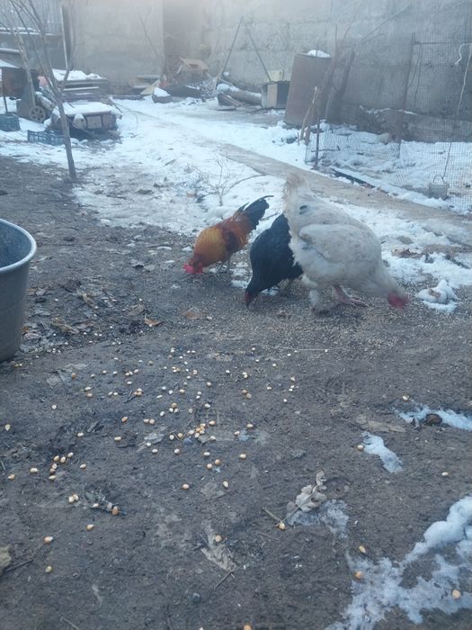 Срочно продам курицы