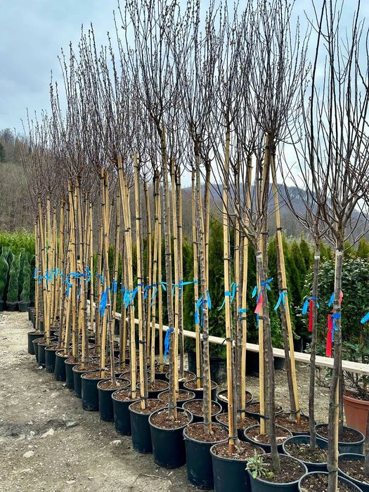 Plante Ornamentale pentru Spatii Rezidentiale