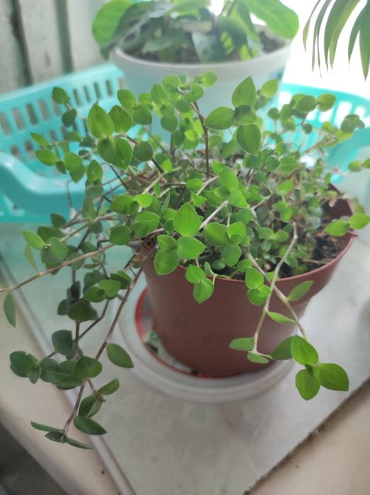 Комнатные растения