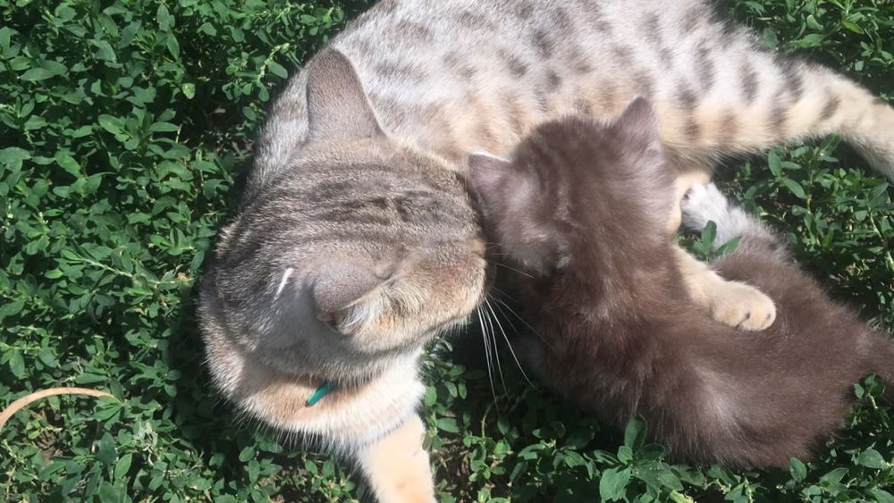 Шотландский котенок