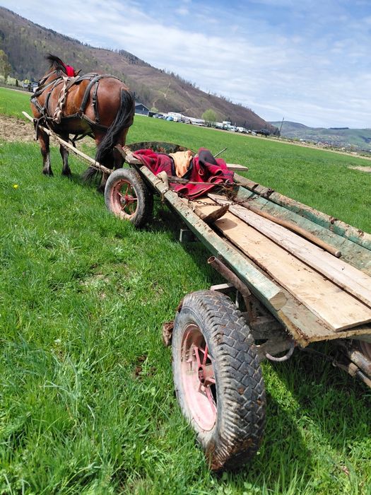 De vanzare cal castrat