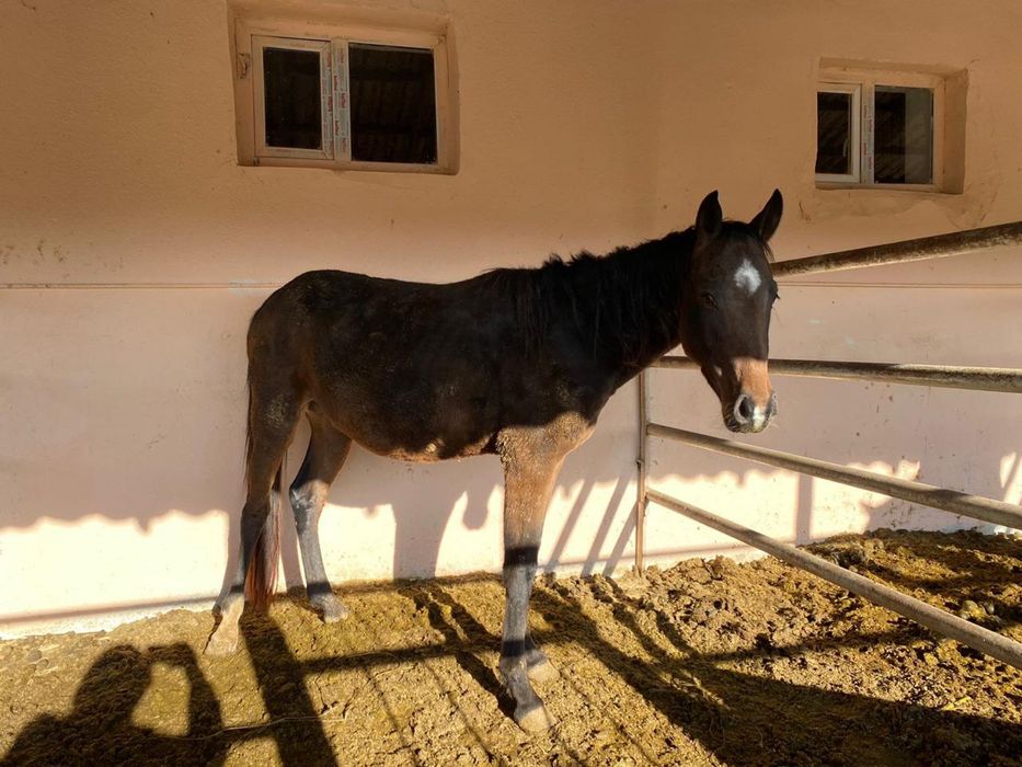 Жылкы 4 жасар асау еркек