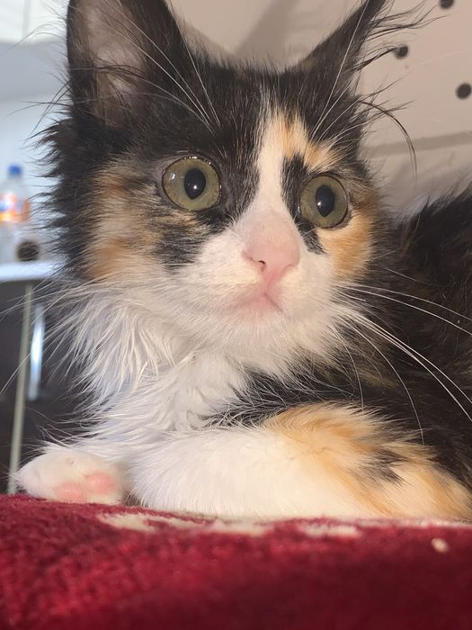 Милый котенок (лилия)