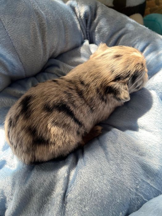 Чихуахуа девочка и мальчик