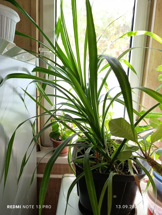 Продам комнатные цветы