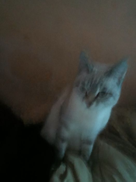 Үйде өсірілген мысық
