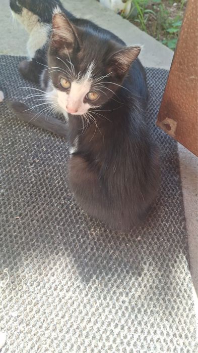 Отдам даром котят