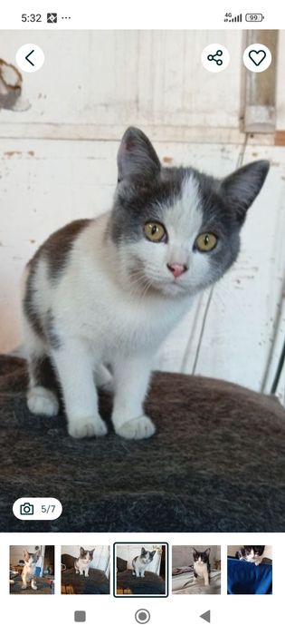 Котята ищут дом и добрых хозяев