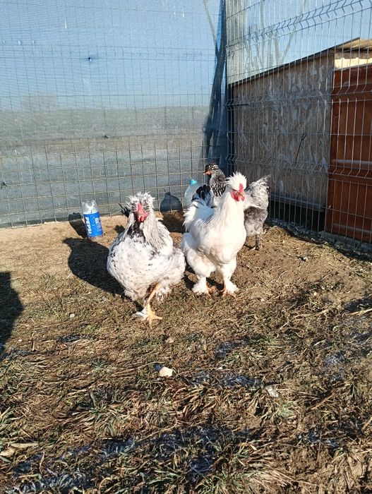 Vând cocoș Brahma moțat