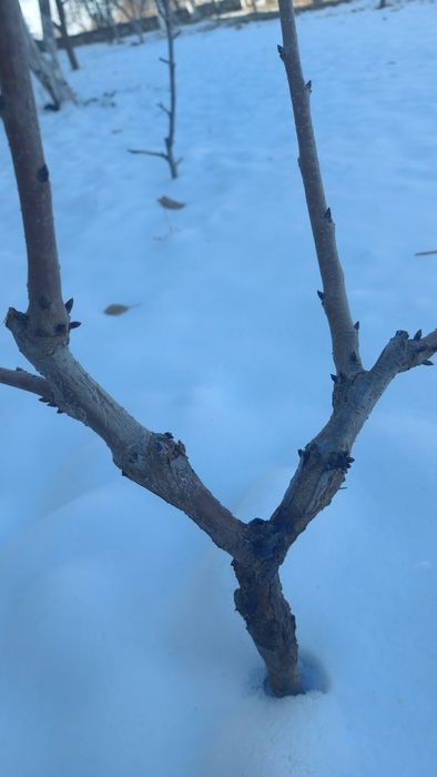 iskana payvandlash Искана пайванд килиш хизмати 15000 минг
Урик, нок,о