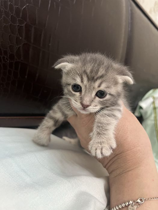 Продаются котята