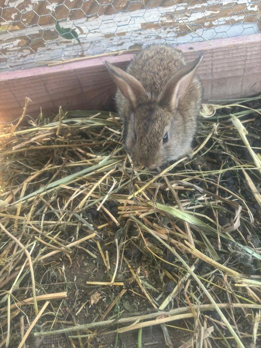 Vând iepuri cap de leu curcit cu iepure de casa