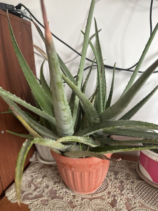 Алоэ Вера 5 лет.