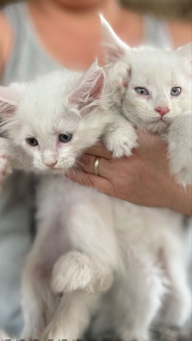 Мейн-куны белые снежата